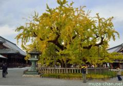 The 400 years old legendary Ginkgo tree of Nishi Hongan-ji