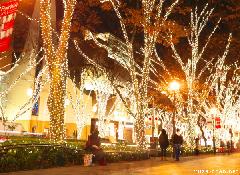 Omotesando Winter Illumination