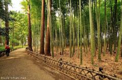 Bamboo grove in Kairaku-en