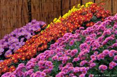 September 9, the Chrysanthemum day