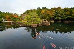 Simply beautiful Japanese scenes, autumn leaves and ornamental carps
