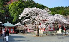 Defining images of Japan, blooming Sakura cherry trees
