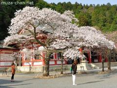 Blooming sakura at Kurama-dera