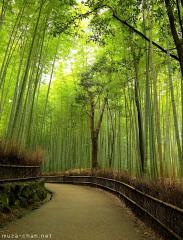 Simply beautiful Japanese scenes, Arashiyama bamboo groves