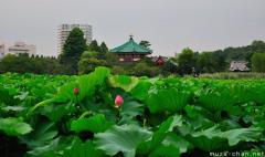 Tokyo Shinobazu Pond