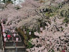 Maruoka Castle Park, one of Japan's Top 100 Cherry Blossom Spots