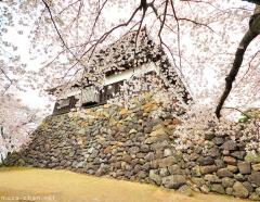 Japanese castle viewed through cherry blossoms