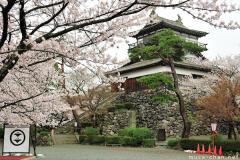 One of the Top 100 Cherry Blossom Spots, Maruoka Castle