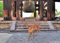 The Story of Nara Deer
