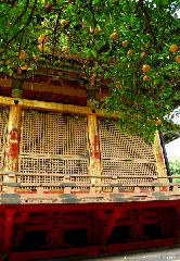 Orange Tree at Toshougu Shrine