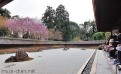 Simply beautiful Japanese scenes, Sakura at Ryoan-ji, Kyoto