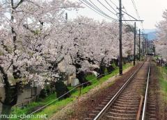 Cherry blossoms tunnel on Keifuku line, Kyoto