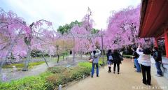 Photographing sakura