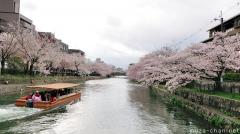Pleasure boats and cherry blossoms