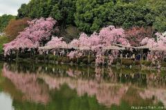 Shidare Sakura along the lake shores at Heian Jingu, Kyoto
