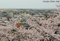 The cherry blossoms of the Maruoka castle