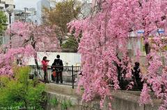Simply beautiful Japanese scenes, cherry blossoms in Kyoto
