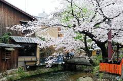 Simply beautiful Japanese scenes, blooming sakura cherry tree