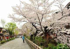 Favorite cherry blossoms venues, Shirakawa-dori, Kyoto