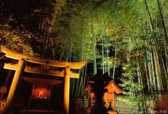 Bamboo grove night illumination in Kyoto