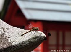 Dragonfly at Washinomiya Shrine