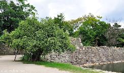 A-Bombed willow tree
