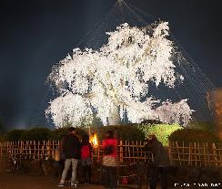 The most famous sakura in Kyoto, Gion Shidare Sakura
