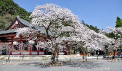 Cherry blossoms and white paper lanterns at Mount Kurama, Kyoto