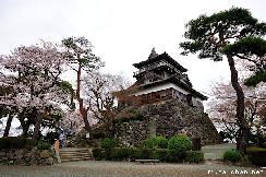 Cherry blossoms at Maruoka Castle