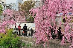Simply beautiful Japanese scenes, cherry blossoms in Kyoto