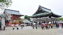 Cherry blossoms and colorful umbrellas at Yasaka Shrine, Kyoto