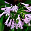 agapanthus.jpg