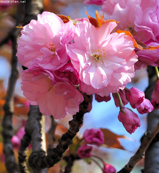 Sakura at Bucharest Botanical Garden