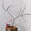 Ikebana expo at Bucharest Botanical Garden 