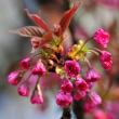Sakura buds at Bucharest Botanical Garden