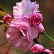 sakura-49.jpg