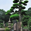 cimitir-04.jpg