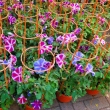 morning-glory-14.jpg