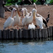 ueno-zoo-06.jpg