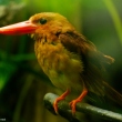 ueno-zoo-09.jpg