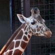 ueno-zoo-14.jpg