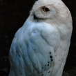 zoo-ueno-bufnita.jpg
