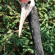 zoo-ueno-cocor.jpg