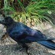 zoo-ueno-corb.jpg