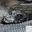 zoo-ueno-crocodil.jpg