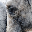 zoo-ueno-elefant.jpg