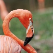 zoo-ueno-flamingo-1.jpg
