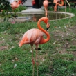 zoo-ueno-flamingo.jpg