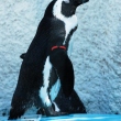 zoo-ueno-pinguin.jpg