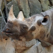 zoo-ueno-rinocer-01.jpg